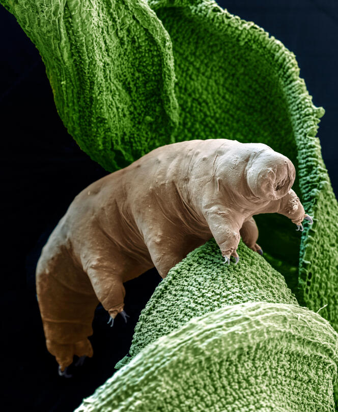 Le tardigrade est un animal surprenant, capable de réparer son propre ADN.