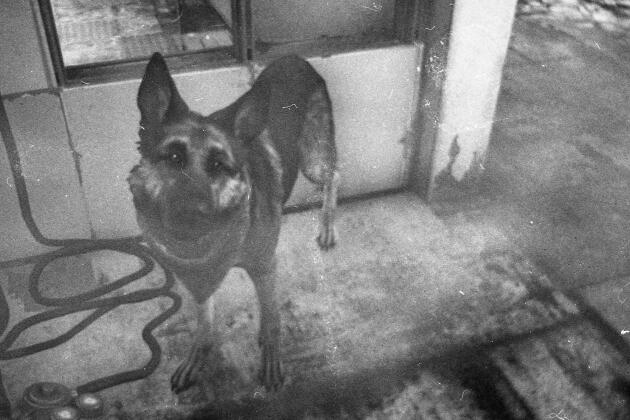 Le chien Canigou (Dogmeat) est le fidèle compagnon du joueur dans l’univers post-apocalyptique de « Fallout 4 ». Une série de portraits consacrée a ses personnages non joueurs est le premier travail de photographie vidéoludique élaboré par Elise Aubisse en 2017.