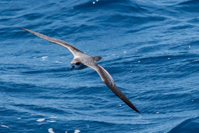 L Amour De La Patrie Des Petrels De La Reunion Oiseaux Fideles A Vie A Leur Colonie