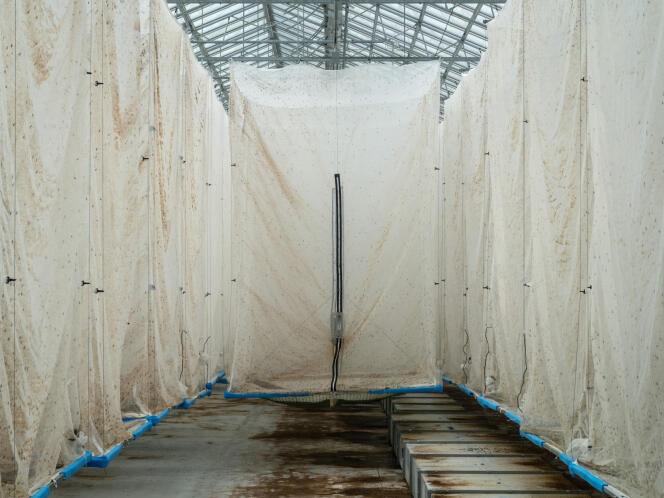 Zone de reproduction des mouches dans une des serres de l’entreprise biotechnologique InnovaFeed, spécialisée dans l’élevage d’insectes à destination de l’alimentation animale et végétale, à Nesle (Somme), le 21 avril.