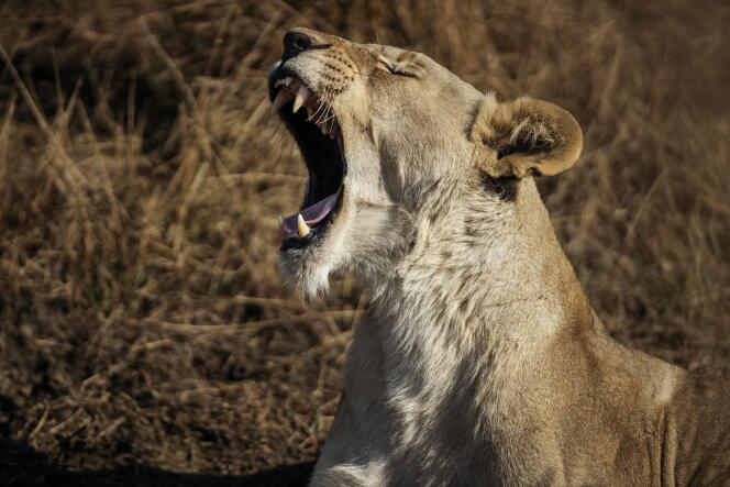 Une lionne dans la réserve de Dinokeng, au nord de Pretoria, en août 2020.