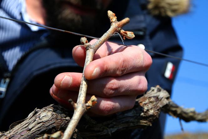 Un viticulteur français regarde les bourgeons de la vigne pour vérifier les dommages causés par le gel, à Champillon (Marne), le 13 avril 2021.