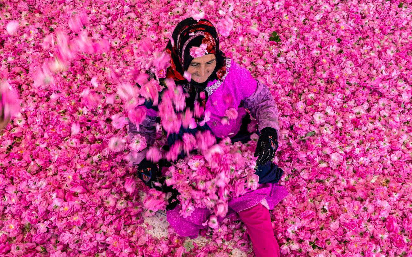 Au Maroc, la « vallée des roses » rêve d’un label bio