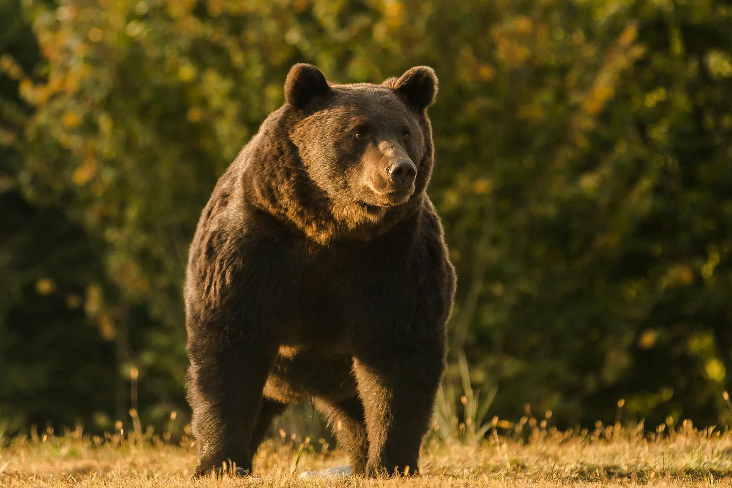 ルーマニアはクマの数の急激な増加を発表します