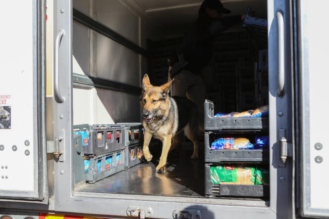 Un chien renifleur inspecte un camion lors du confinement anti-coronavirus, au Cap, le 27 mars 2020.