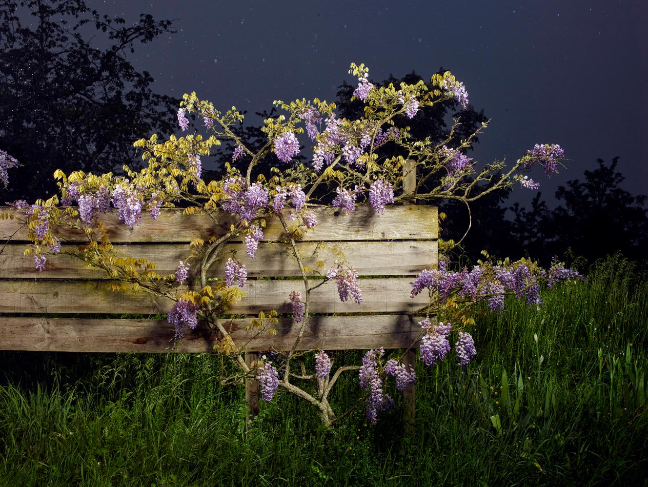 « Fleurs » : le bouquet initiatique de Marco Martella