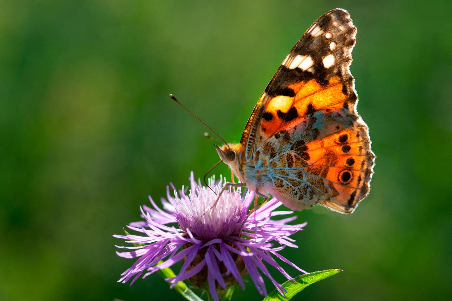 EU Parliament adopts biodiversity and nature restoration bill