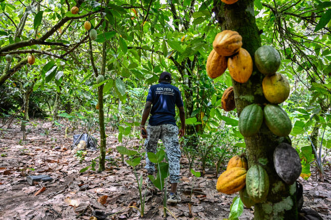 Un policier arpente une plantation de cacao à Meagui, le 6 mai 2021, lors de l’opération Nawa 2 visant à lutter contre le travail des enfants.