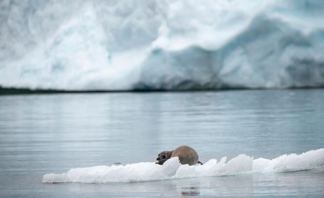 Un phoque dérive sur un iceberg au Canada, en juillet 2019.