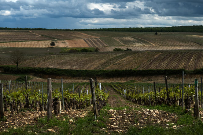 La viticulture regroupe plus de 80 % des exploitations sous label Haute valeur environnementale.