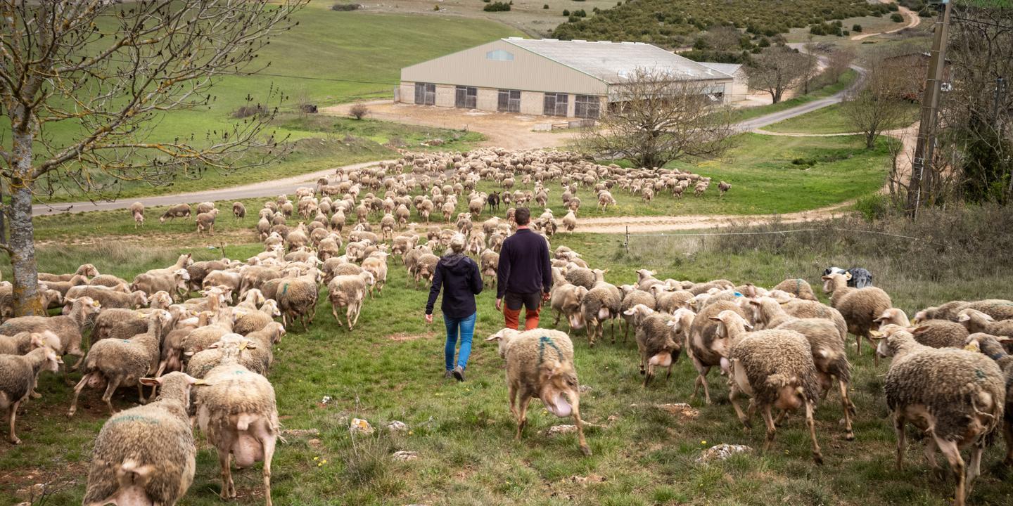 « On a toujours montré qu’une autre agriculture est possible » : Le Larzac, éternel laboratoire paysan