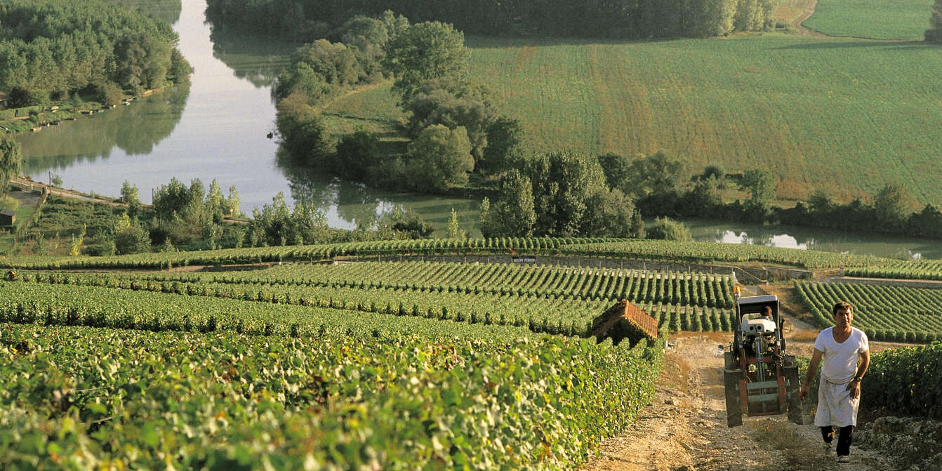 Moët Hennessy vineyards in Champagne to be herbicide-free - FoodBev Media