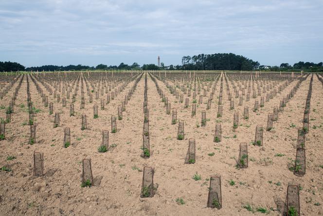 Les premières vignes Les premiers ceps du domaine Les Vignes de Kerdonis, à Belle-Ile-en-Mer, dimanche 30 mai.