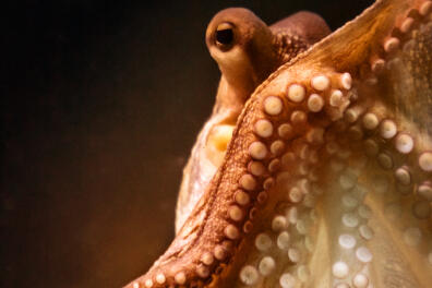 Close up view of an octopus in a fish tank