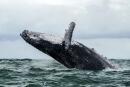 (FILES) In this file photo taken on August 12, 2018 a Humpback whale jumps in the surface of the Pacific Ocean at the Uramba Bahia Malaga National Natural Park in Colombia. It sounds like a real-life take on "Pinocchio" -- a US lobster fisherman says he was scooped into the mouth of a humpback whale on June 11, 2021 and yet lived to tell the story. / AFP / Miguel MEDINA 