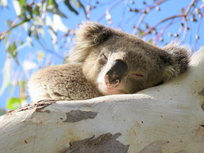 Les koalas sont des animaux endémiques de l’Australie. Depuis les incendies qui ont touché ces adorables animaux dans de nombreuses régions, de nombreux individus et groupes de conservation ont pris des mesures pour les protéger.