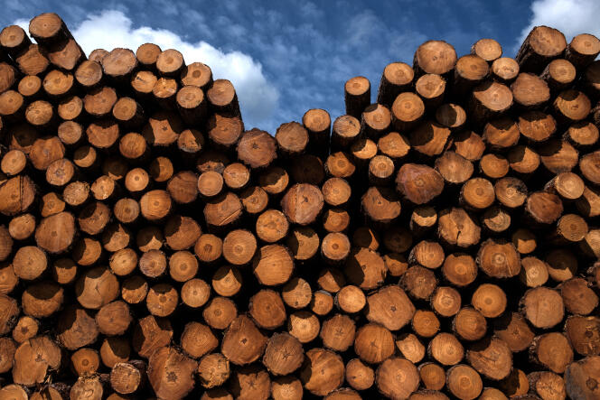Des troncs de pin utilisés pour fabriquer des planches en bois, à Condé-sur-Risle (Eure), le 18 avril 2021.