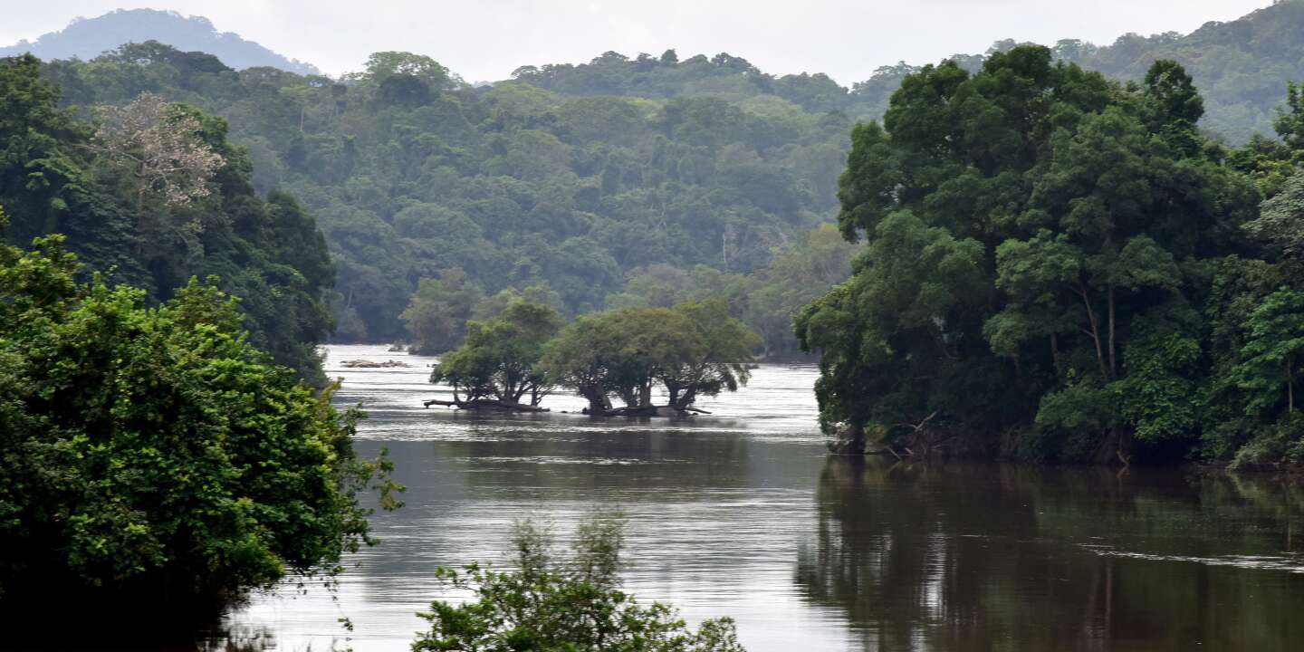 Gabon har betalt for beskyttelsen av skogene sine