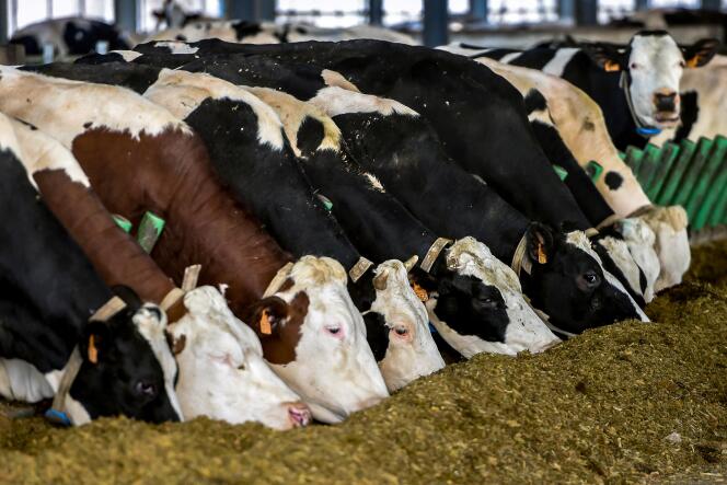 Dans un élevage intensif, dit « la ferme des 1 000 vaches », à Drucat (Somme), le 14 décembre 2017.