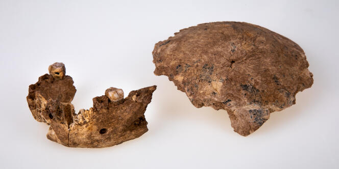 Fragment de crâne et mâchoire inférieure découverts sur le site israélien de Neher Ramla, vieux d’environ 125 000 ans.