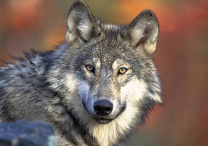 Le loup gris, éradiqué en France par l’homme, a fait son retour en 1992 en provenance d’Italie et étend petit à petit son territoire.