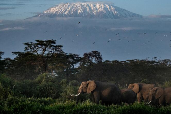 Elefanten im Kimana Sanctuary, Kenia, 2. März 2021.