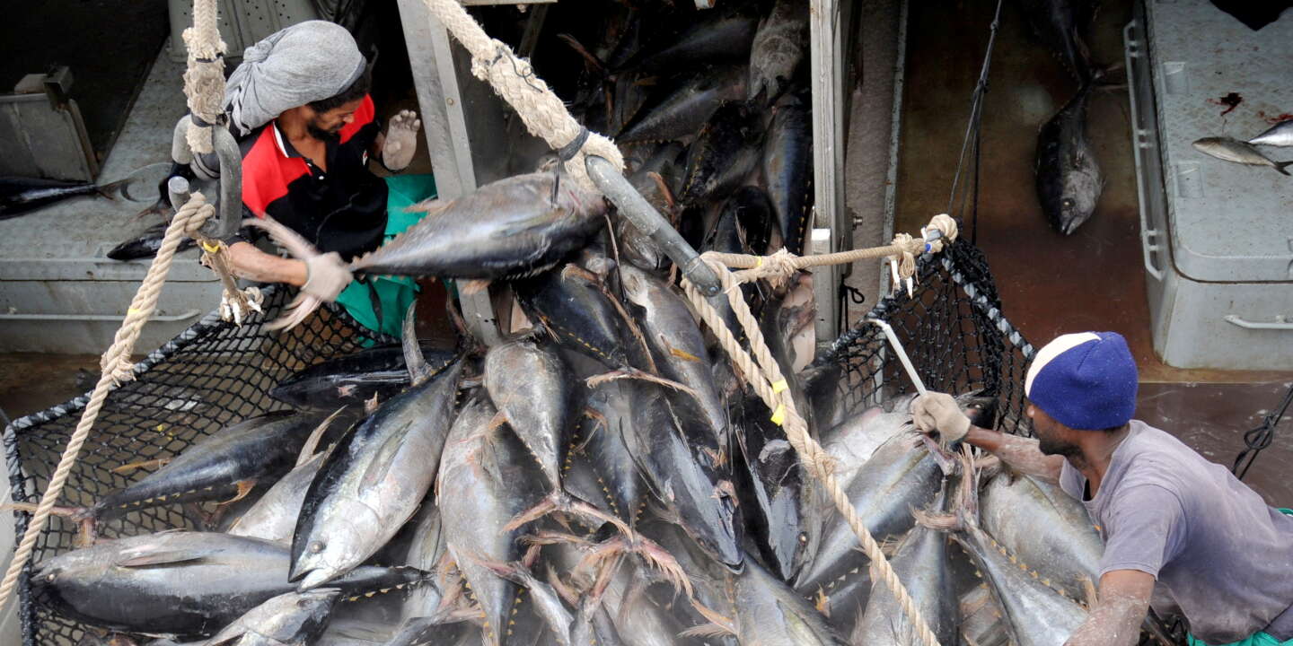 Répartition des quotas de thon rouge : la justice donne raison à la pêche  artisanale
