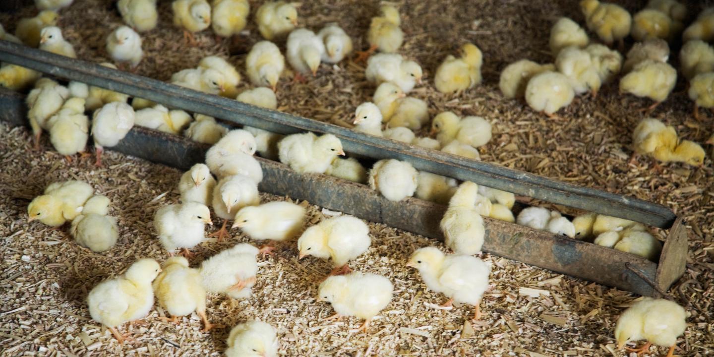 « La France, première puissance agricole européenne, ne peut plus se contenter de placer un écran noir devant ses élevages et ses animaux »