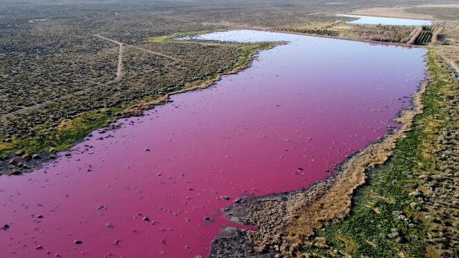 Une vue aérienne de cette lagune qui a viré au rose, dans la province de Chubut, en Argentine, le 23 juillet.
