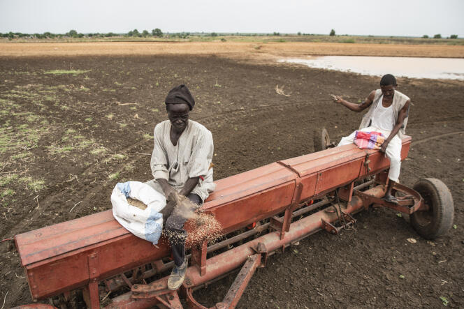 Des agriculteurs cultivent du sésame près d'Al Damazin, dans l'Etat du Nil Bleu, au Soudan, le 21 juin 2021.