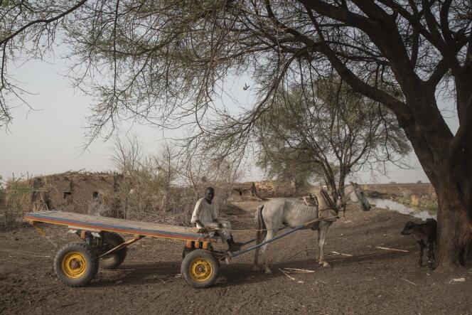 Un agriculteur et sa remorque pour transporter des semences et des engrais, près d'El Kamilin, dans l'Etat de Gezira, au Soudan, le 17 juin 2021.
