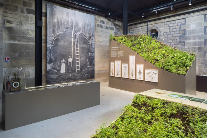 Dans « Paysans designers, un art du vivant », au MADD de Bordeaux : la végétation pousse, même sous la lumière de l’ancienne prison pour marins et filles de joie au XIXe siècle.