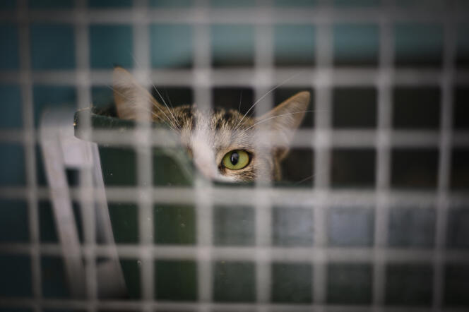 Un chat abandonné, dans un refuge de la SPA de Gennevilliers (Hauts-de-Seine), le 13 août 2019.