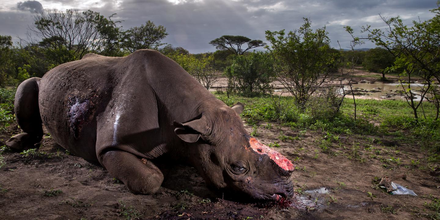 Sur La Tombe Du Rhinoceros Inconnu