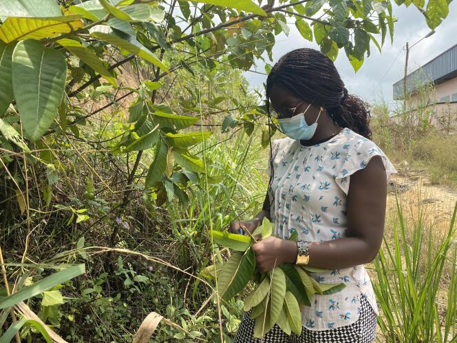 Agnès Antoinette Ntoumba cueille des feuilles pour préparer un larvicide contre les moustiques, à Douala, le 19 juillet 2021.