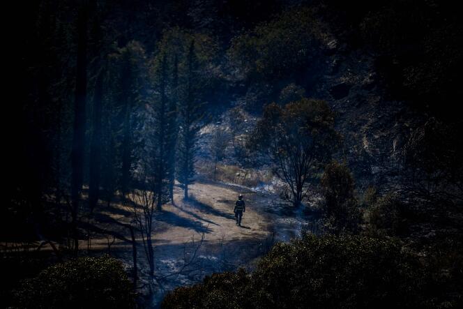 Um bombeiro caminha por uma floresta carbonizada perto de Tavira, no sul de Portugal, em 17 de agosto.