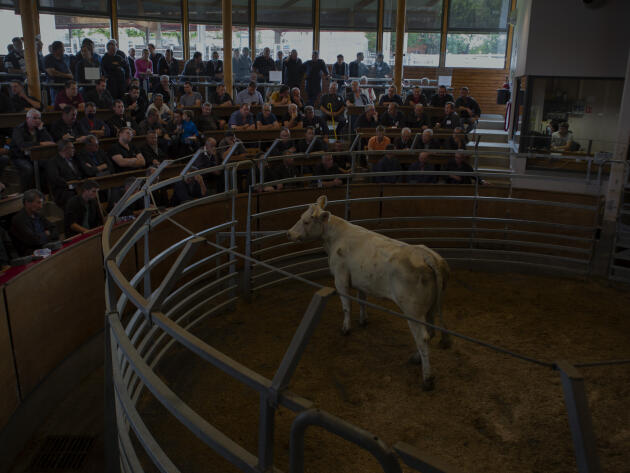 La vente au cadran : les bestiaux sont amenés dans une arène et vendus aux enchères. A Saint-Christophe-en-Brionnais (Saône-et-Loire), en juin 2021.