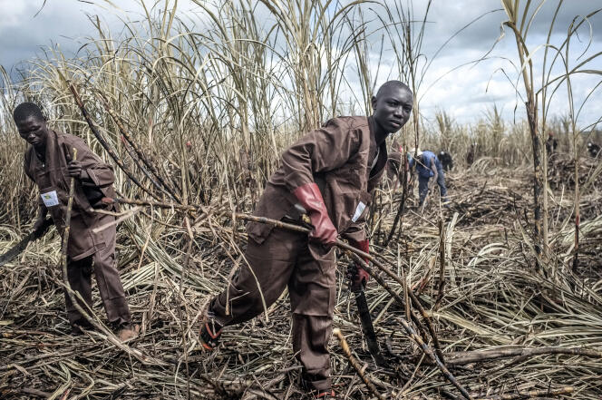 Une plantation de canne à sucre à Ngakobo, en Centrafrique, en juin 2014.