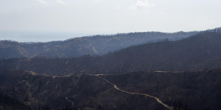 A burnt forest and olive trees  on Evia island, about 181 kilometres north of Athens, Greece, August 2021