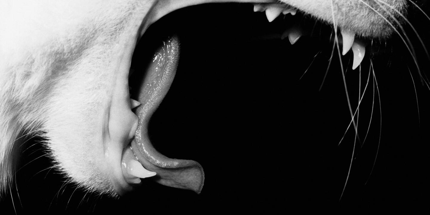 Le Photographe Reincarne En Chat