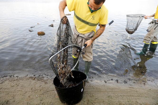 Plus de cinq tonnes de poissons morts ont été ramassées à la surface de la mer Mineure, une lagune salée au sud-est de l’Espagne.