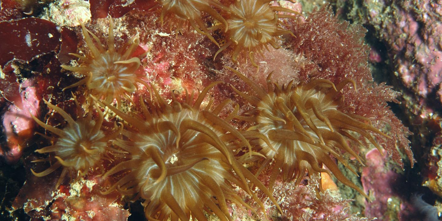 L'anémone de mer met à la porte les microalgues indésirables