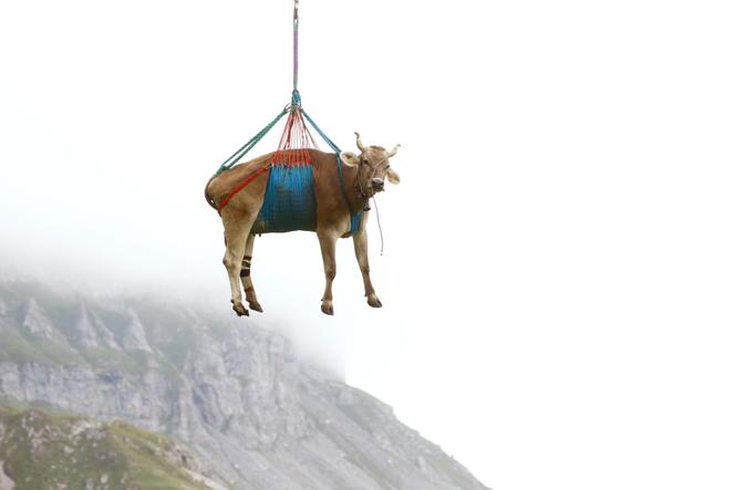 Une vache transportée par hélicoptère après son séjour estival dans les alpages suisses près du col de Klausen, le 27 août 2021.