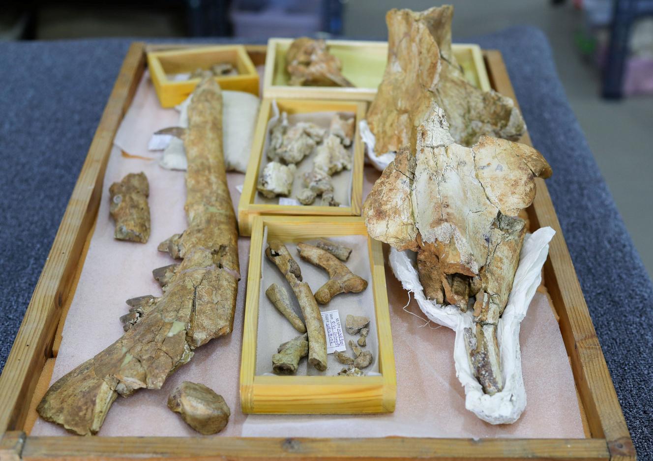The fossils of this new species of whale date back 43 million years.