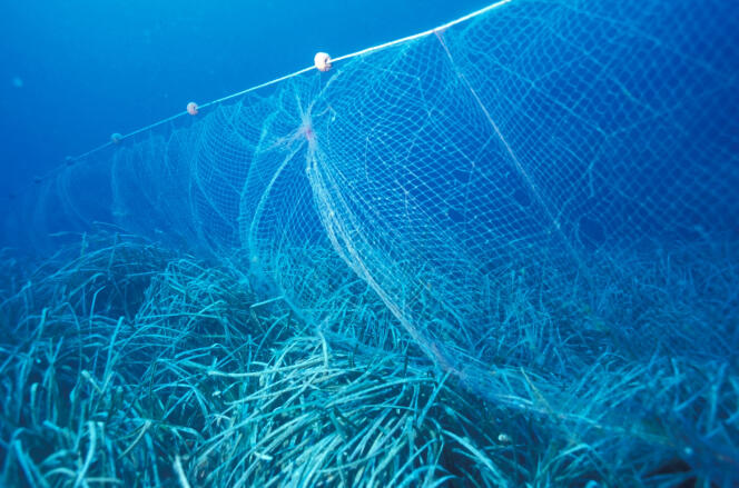 A fishing net on a seagrass of Posidonia, in the Mediterranean.