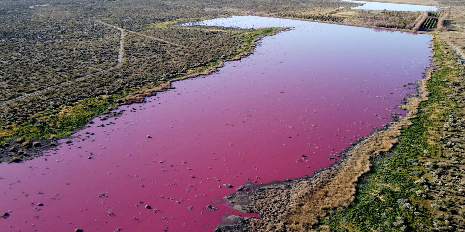 Un lagon devenu violet à cause d’un produit chimique utilisé pour la culture des crevettes, en dans la province argentine de Chubut.