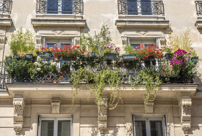 Si vous avez seulement un balcon (ici rue Lepic, à Paris 18e), préférez aux ornementales les plantes indigènes qui repoussent chaque année, utiles aux abeilles et autres pollinisateurs.