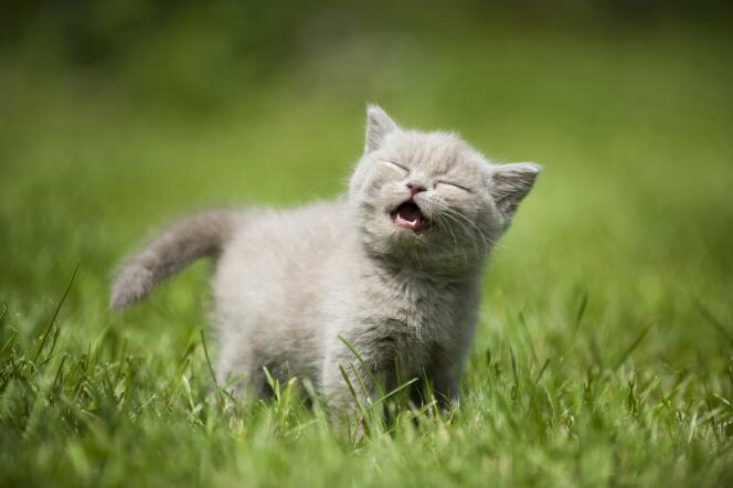 L’étude du miaulement des chats – la « miaousique » – par une spécialiste suédoise de l’acoustique a été primée par les Ig Nobel.
