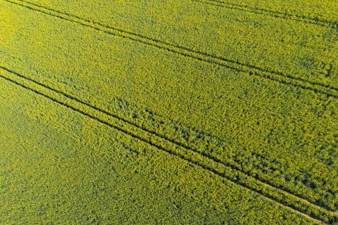 Un champ de colza, à Chancay (Indre-et-Loire), le 6 avril 2021.