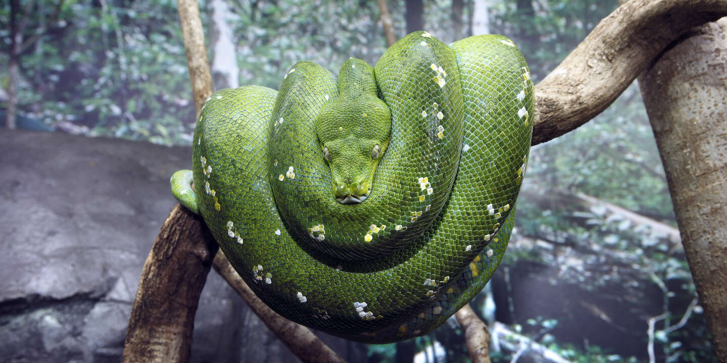 Photo of Cómo una extinción masiva dopa a las serpientes